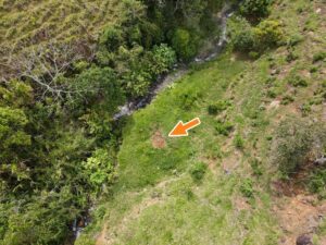 Planting of Dendrocalamus sinicus at Hacienda Guadua Bamboo Colombia Photo by: Stéphane Schröder © www.guaduabamboo.com