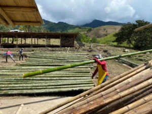 Bamboo Processing Facility