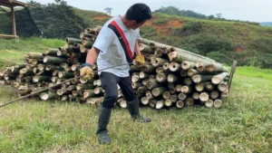 Bamboo Processing Facility