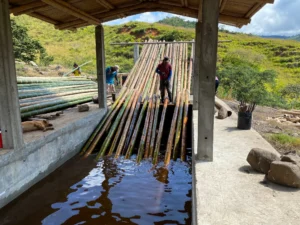 Bamboo Processing Facility