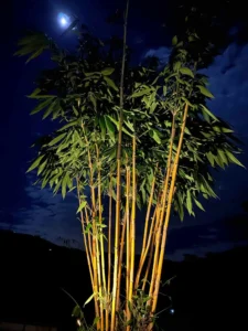 Schizostachyum brachycladum