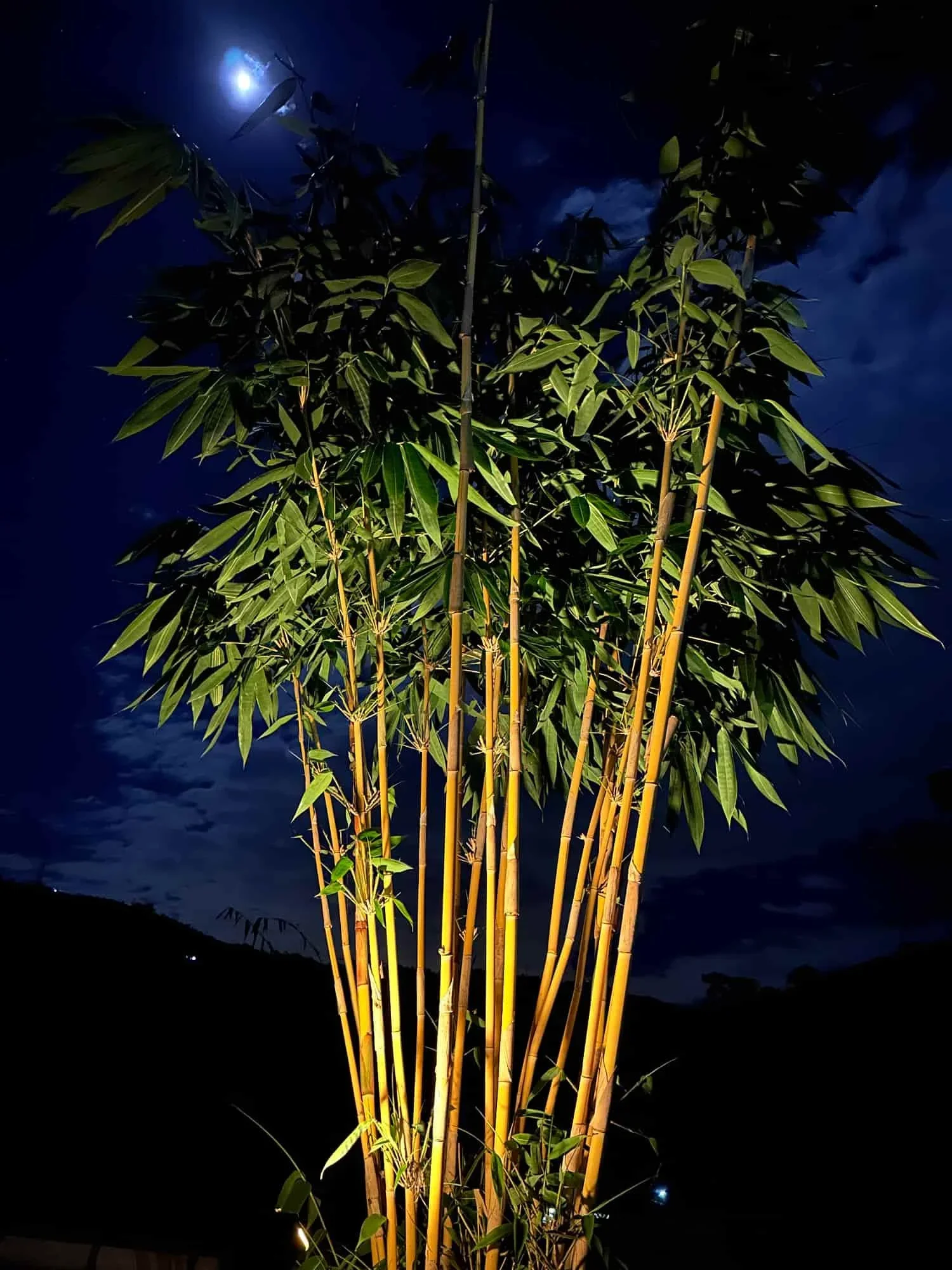 Schizostachyum brachycladum