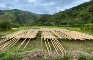 Bamboo Processing Facility