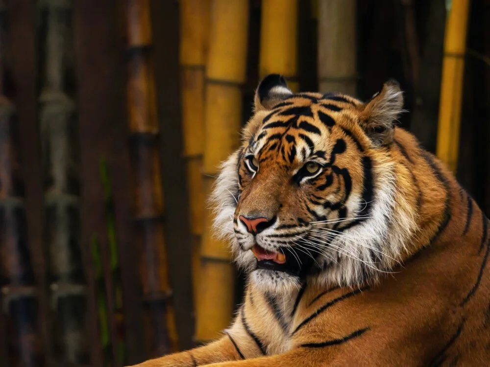sumatran-tiger-in-bamboo-forest Bamboo Forests Create a Habitat for Fauna and Flora