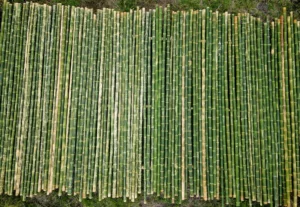 Bamboo Processing Facility