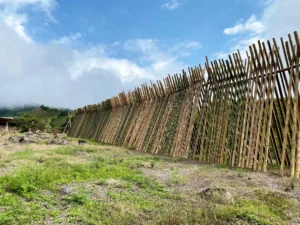 Bamboo Processing Facility