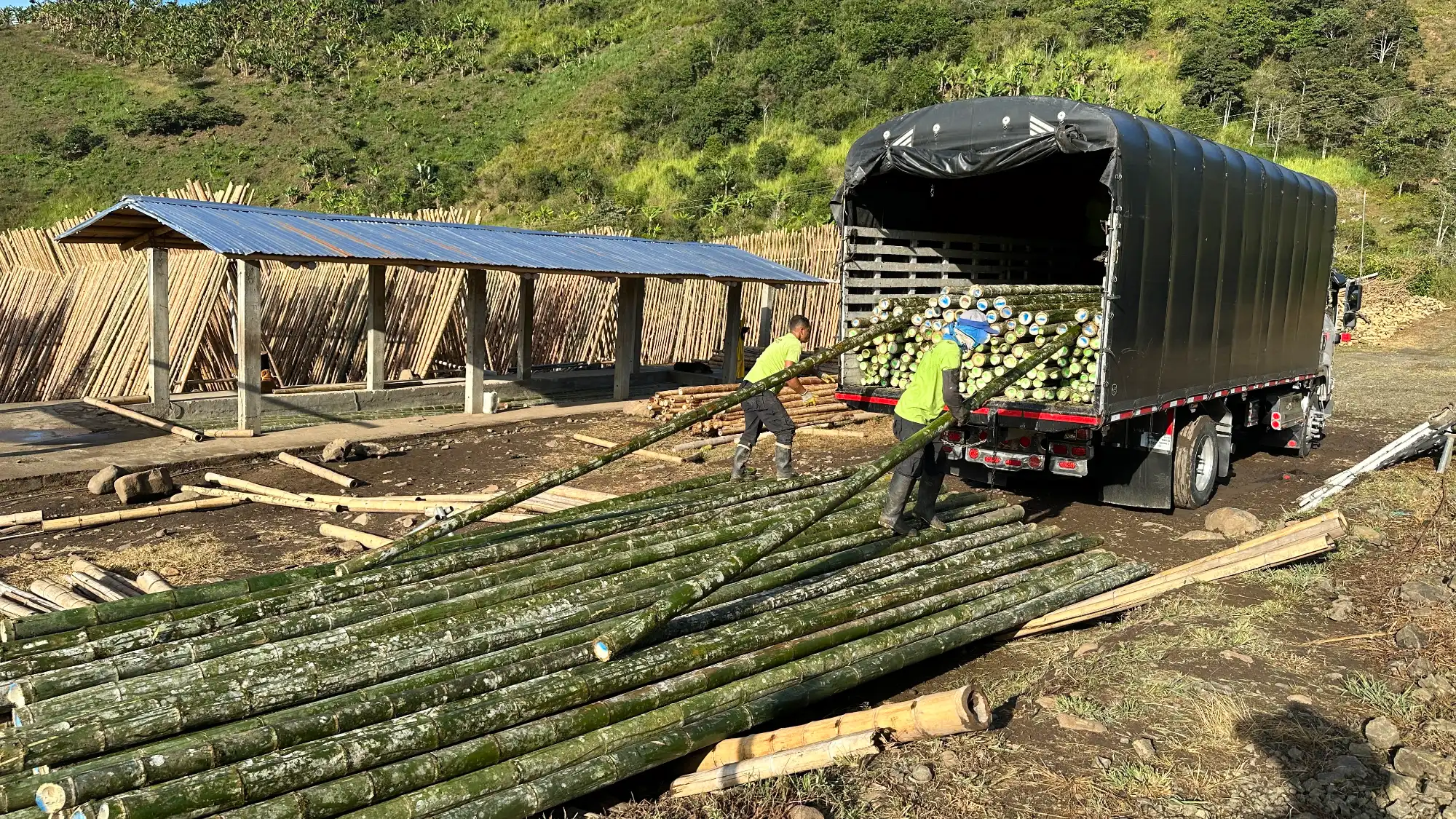 Unloading Legally Sourced Guadua Bamboo Poles