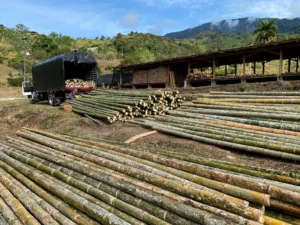 Bamboo Processing Facility