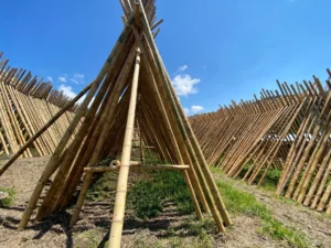 Bamboo Processing Facility
