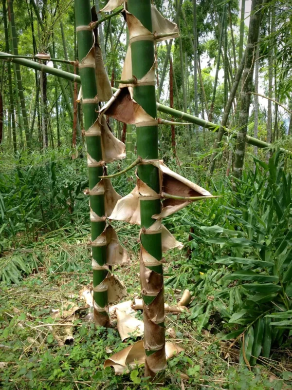 Young Guadua angustifolia culms