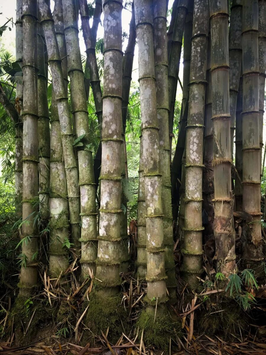 Dendrocalamus asper (Rough Bamboo) Dendrocalamus asper (Rough Bamboo)