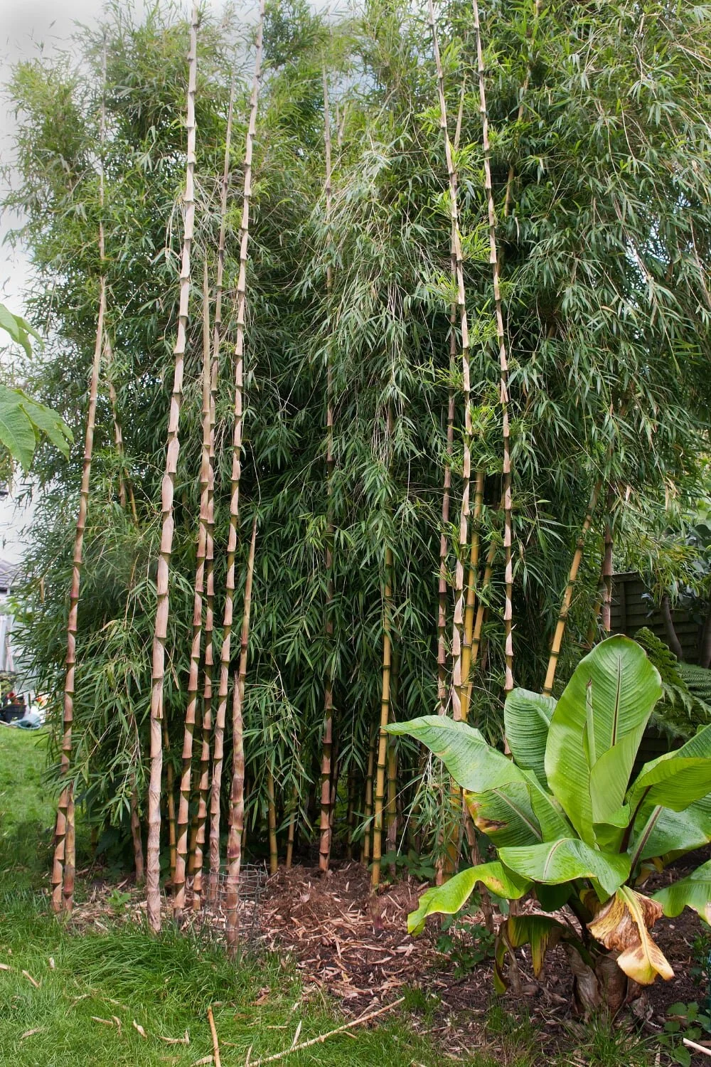Chusquea gigantea 10 Chusquea gigantea