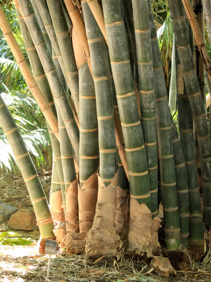 Dendrocalamus giganteus (Giant Bamboo) Dendrocalamus giganteus (Giant Bamboo)