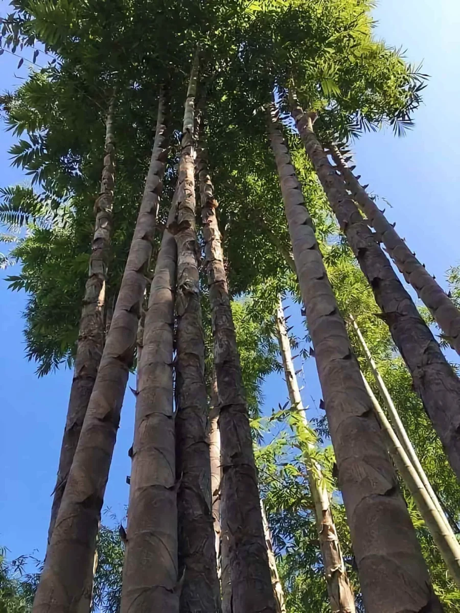 Dendrocalamus sinicus (Giant Dragon Bamboo) Dendrocalamus sinicus (Giant Dragon Bamboo)