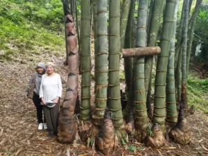 Giant Bamboo