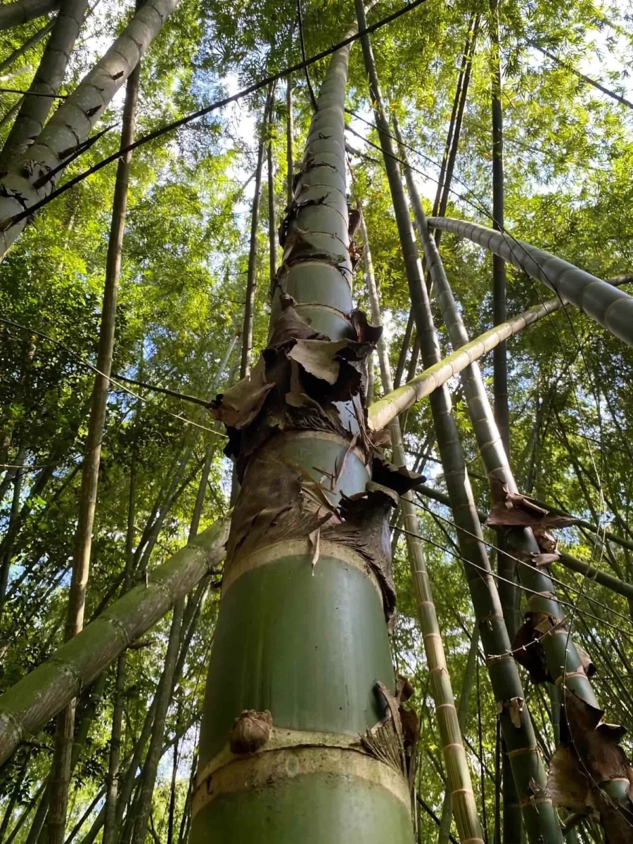 Guadua angustifolia (Guadua Bamboo) Guadua angustifolia (Guadua Bamboo)