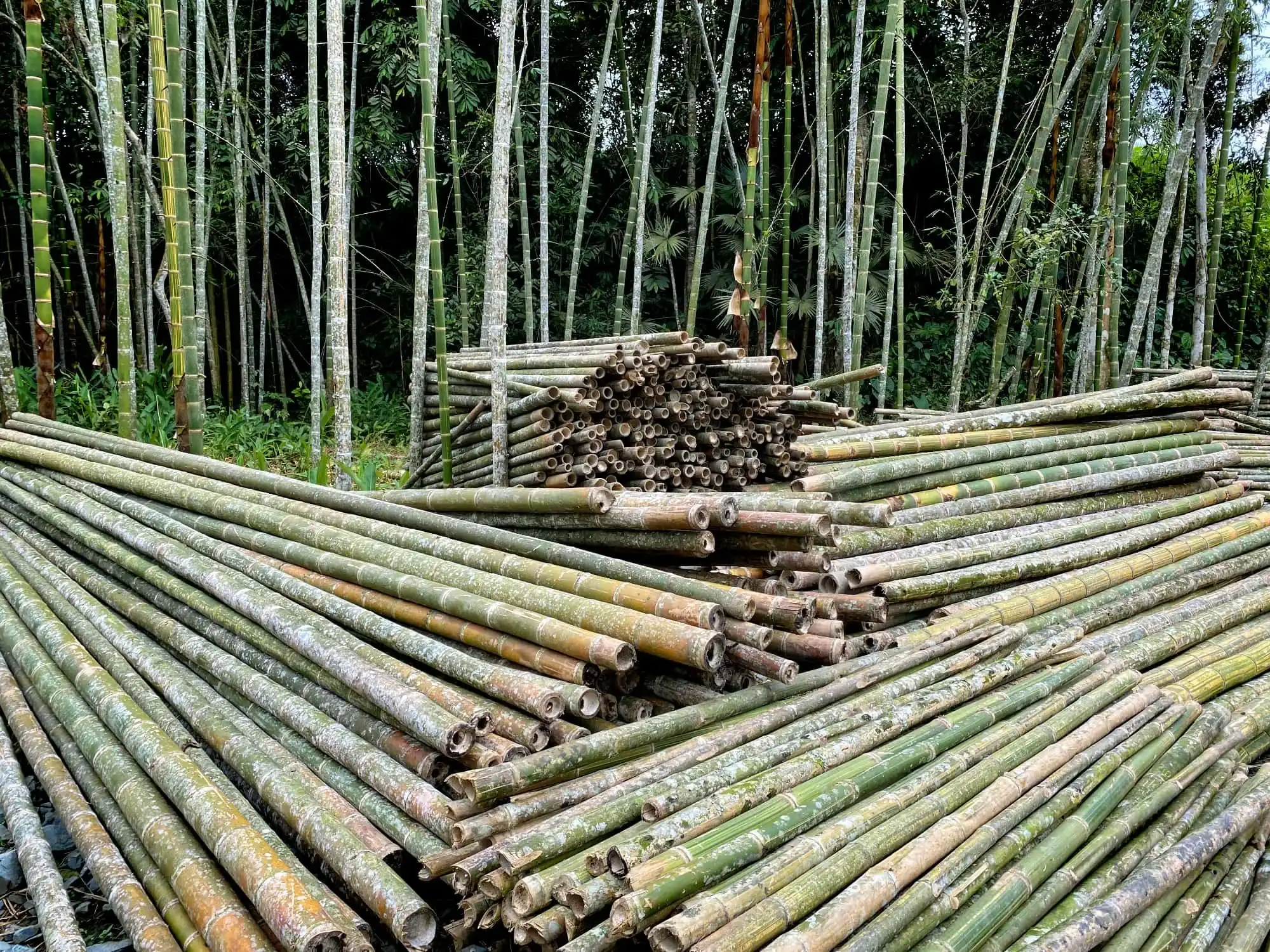 Guadua Bamboo Poles Harvest in Colombia Plantation Guadua Bamboo Poles Harvest in Colombia Plantation