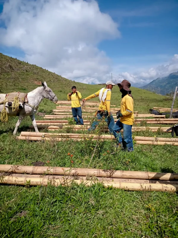 Guadua Bamboo structures at the Cerro Tusa park in Colombia