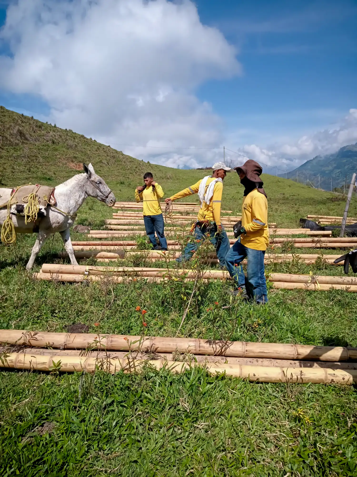 Guadua Bamboo structures at the Cerro Tusa park in Colombia