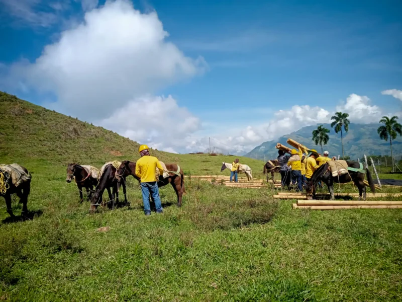 Guadua Bamboo structures at the Cerro Tusa park in Colombia