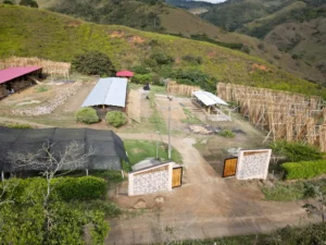 Luxury entrance gate design using premium Guadua Bamboo in Colombia