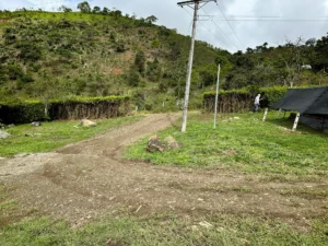 Luxury entrance gate design using premium Guadua Bamboo in Colombia