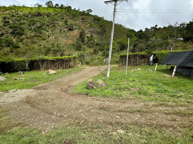 Luxury entrance gate design using premium Guadua Bamboo in Colombia