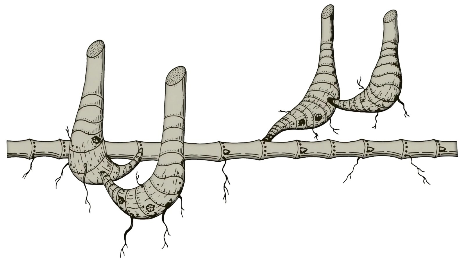 Amphimorph Bamboo Rhizome Amphimorph Bamboo Rhizome