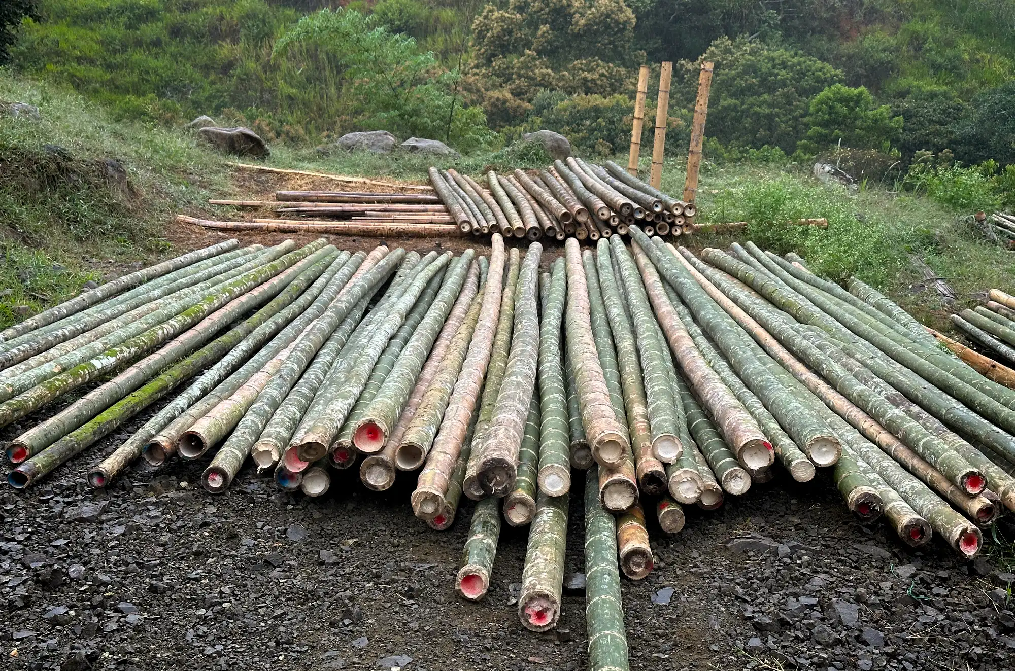 Curved Guadua bamboo poles