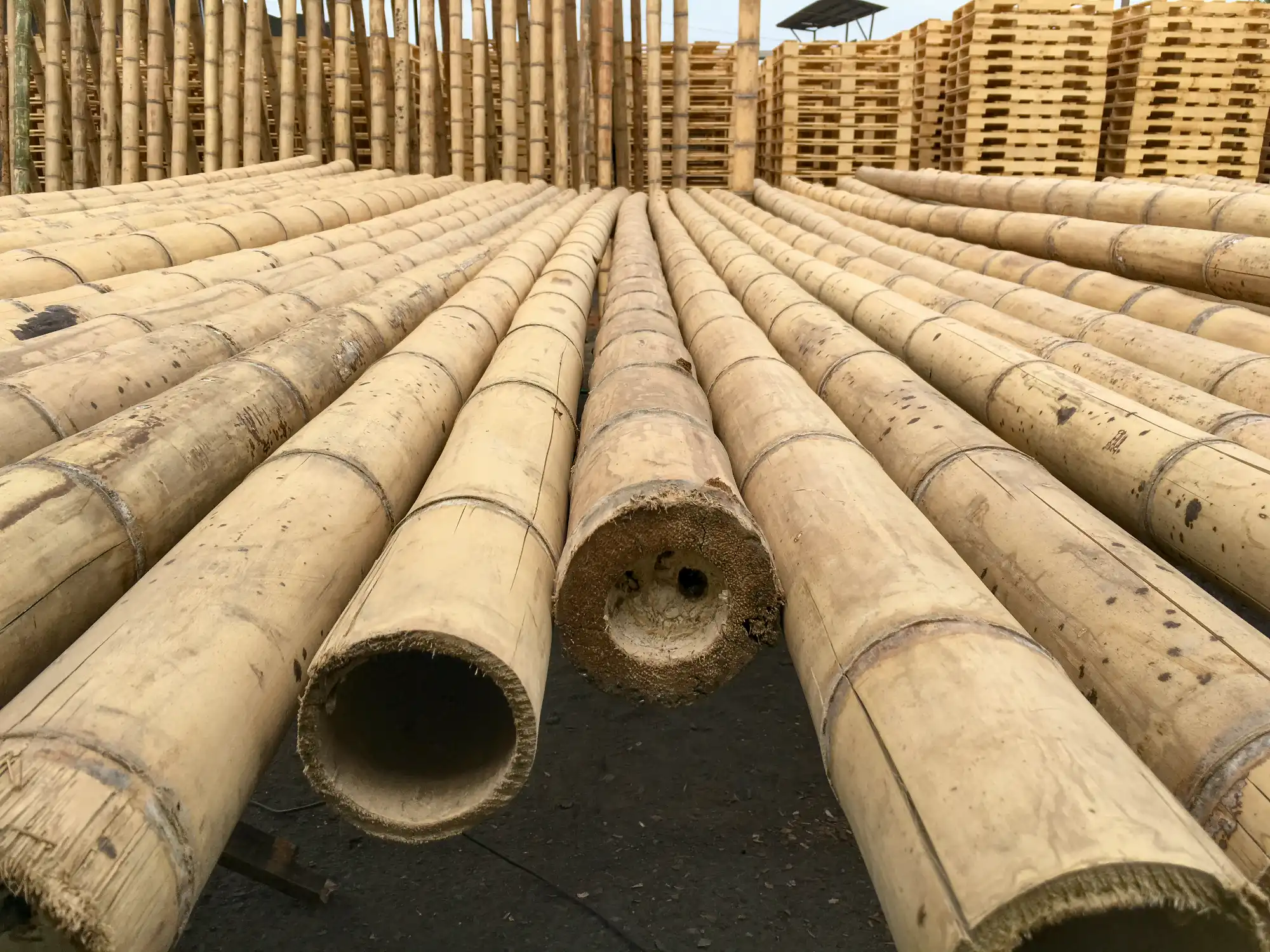 Bamboo Fissures