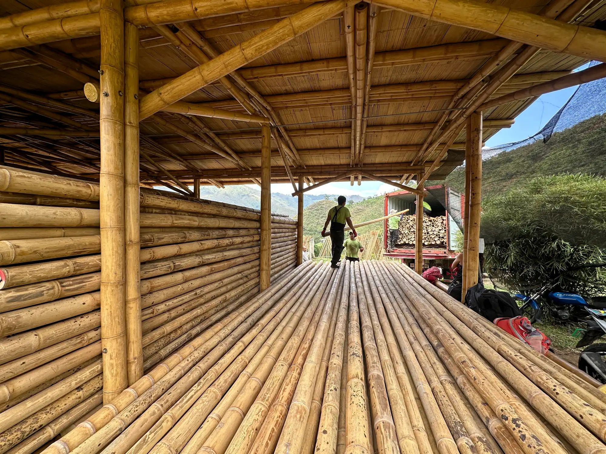 Graded Guadua Bamboo poles for export