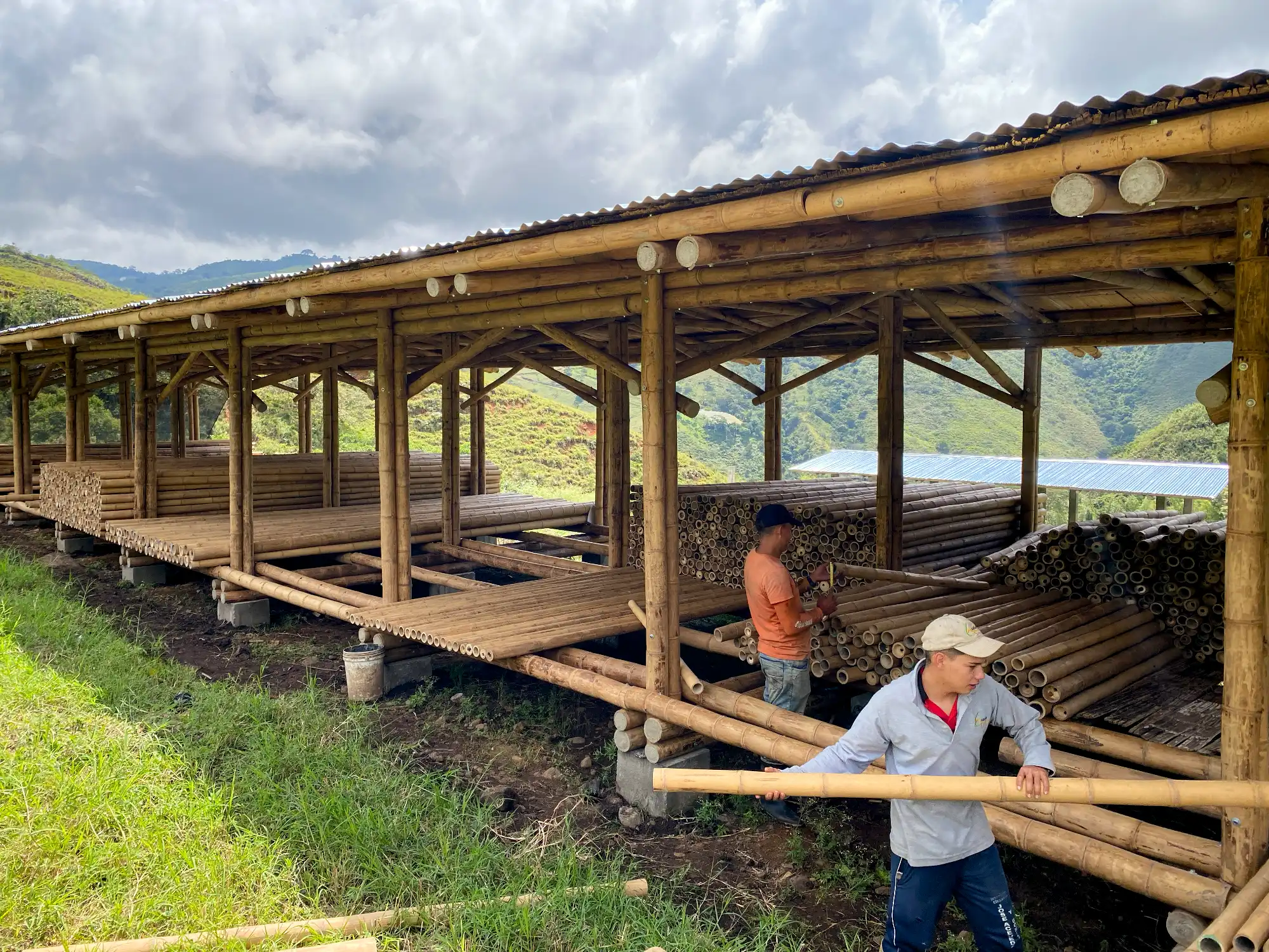 Grading bamboo poles in Colombia
