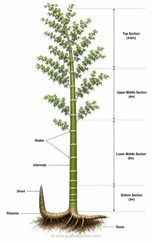 Guadua angustifolia culm sections