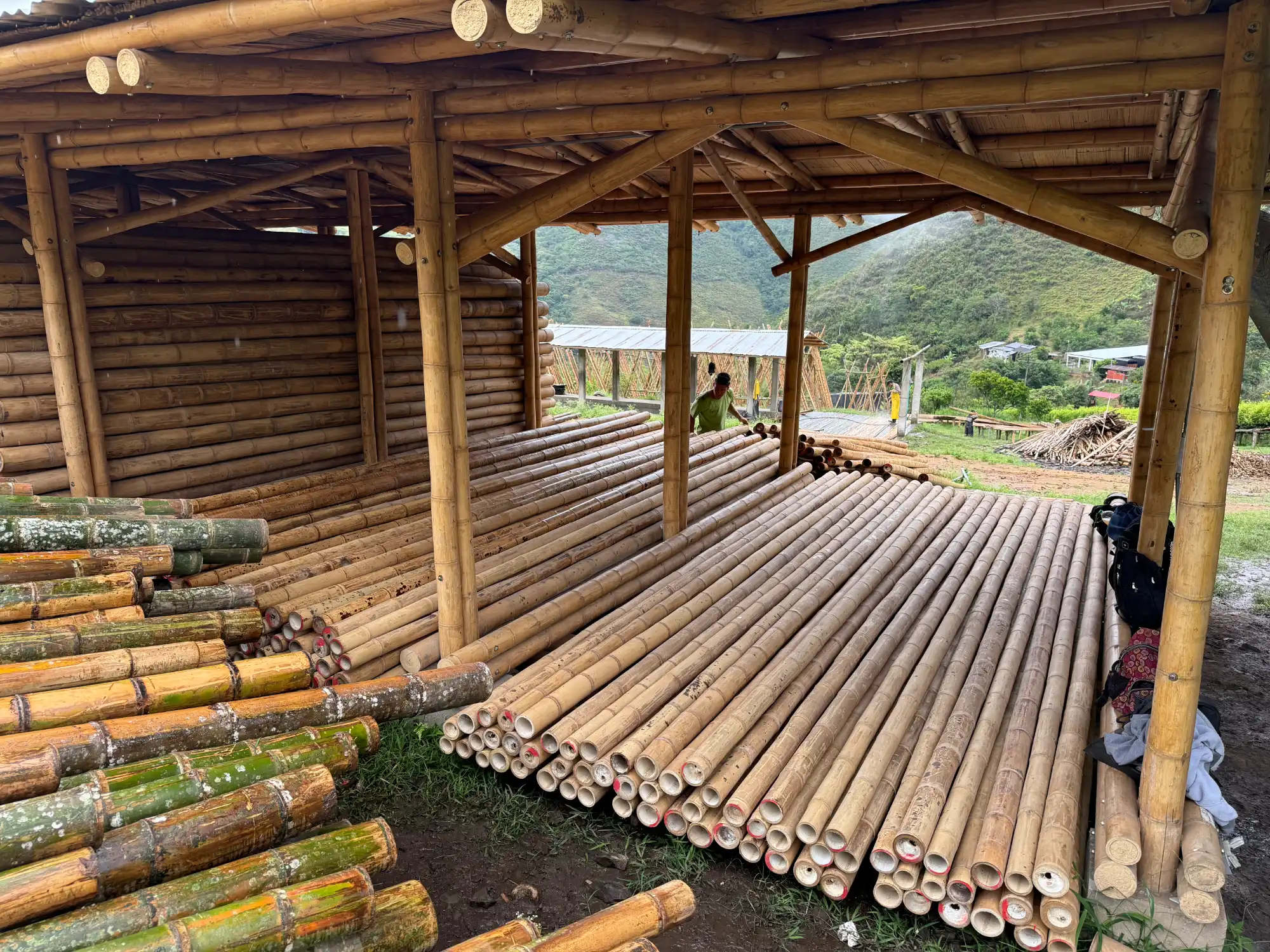 Graded and straight Guadua bamboo poles