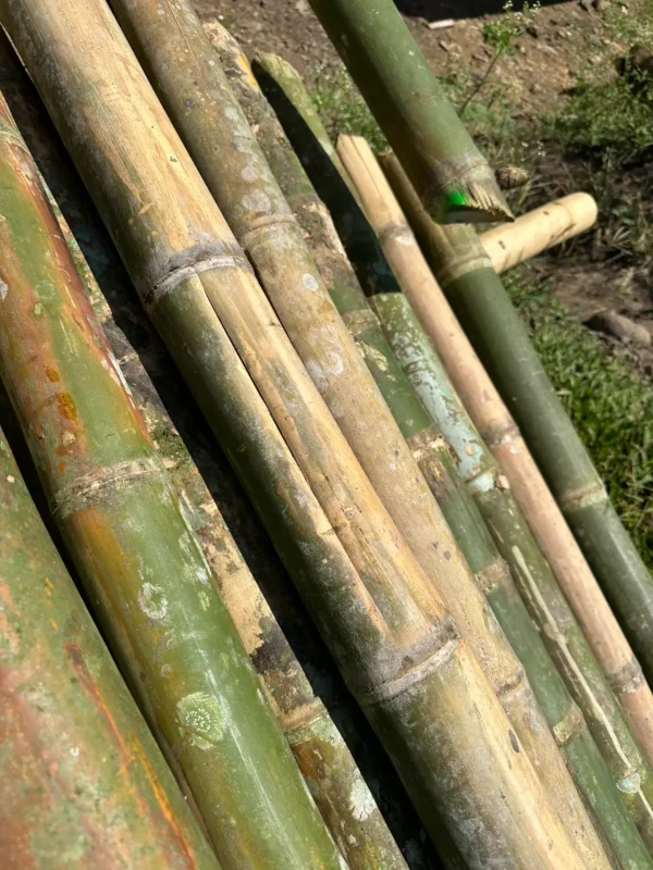 Immature bamboo pole collapsing