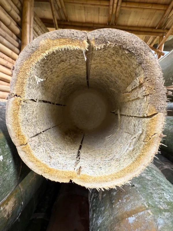 Fibrous immature bamboo pole collapsing