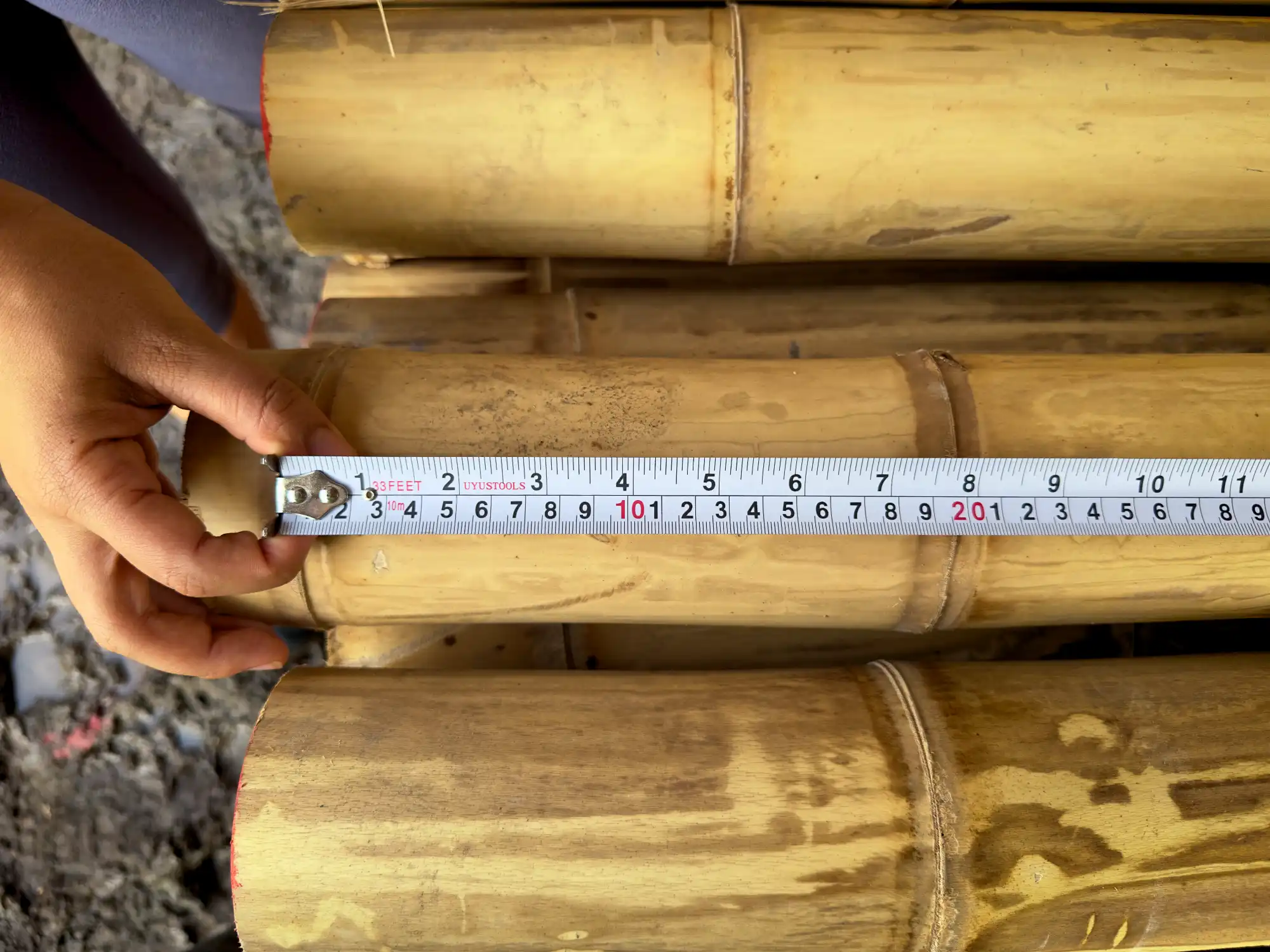 Measuring bamboo internode length