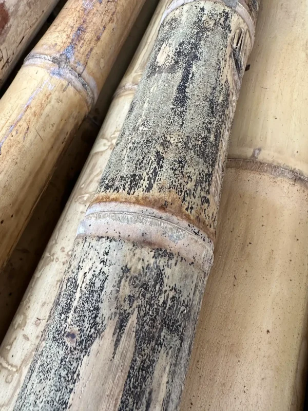 Overmature bamboo pole blisters