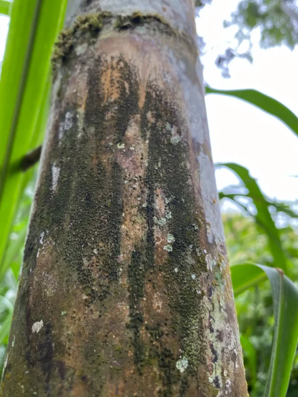 Overmature bamboo culm blistering