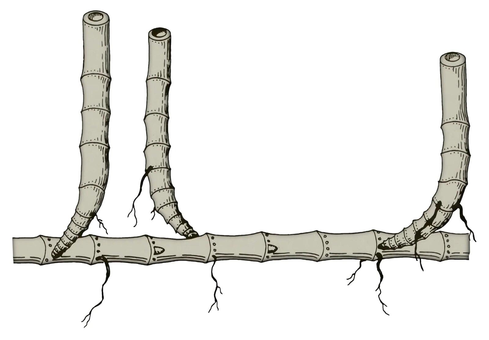 Simple Leptomorph Bamboo Rhizomes Simple Leptomorph Bamboo Rhizomes