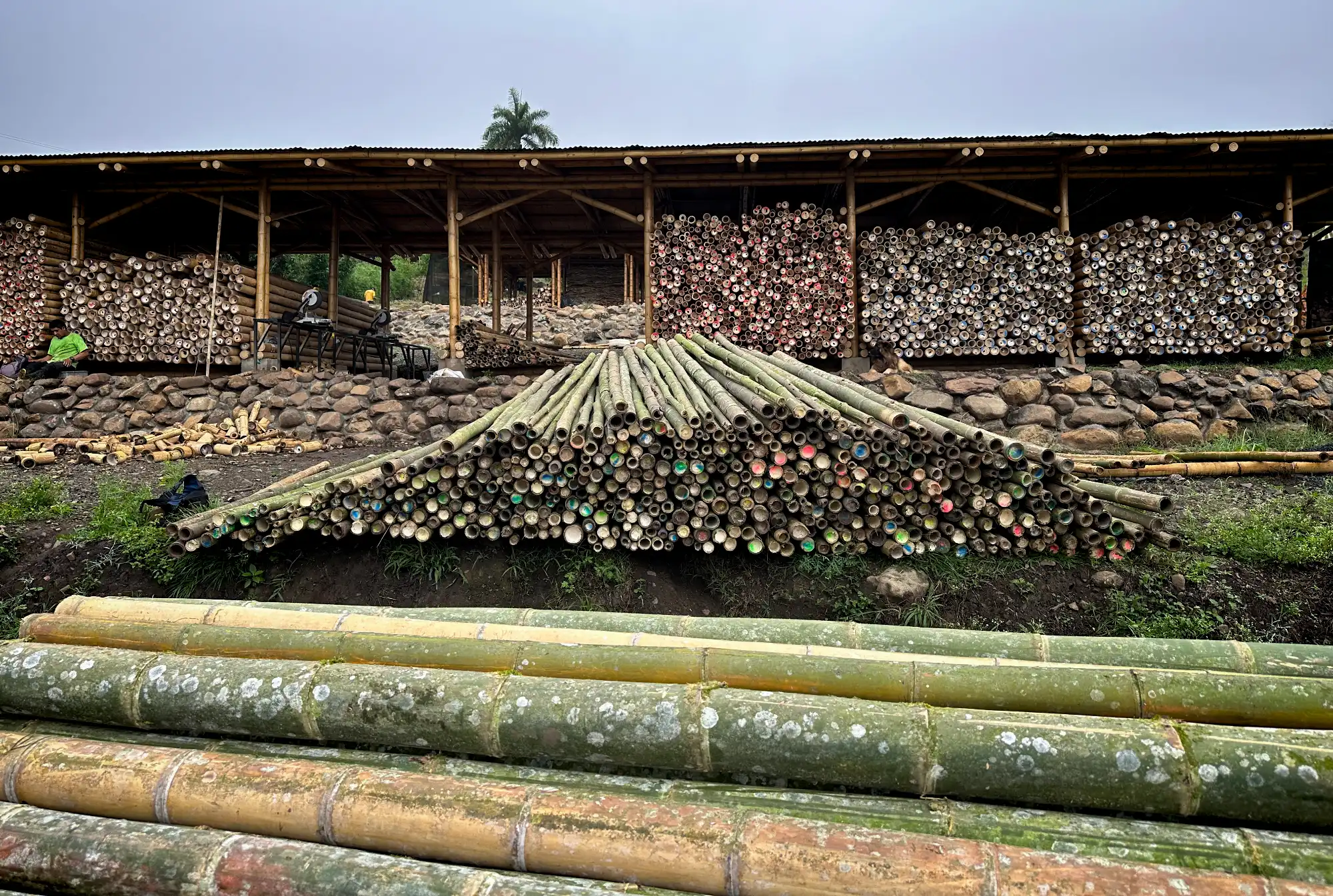 Conical and tapered Guadua bamboo poles