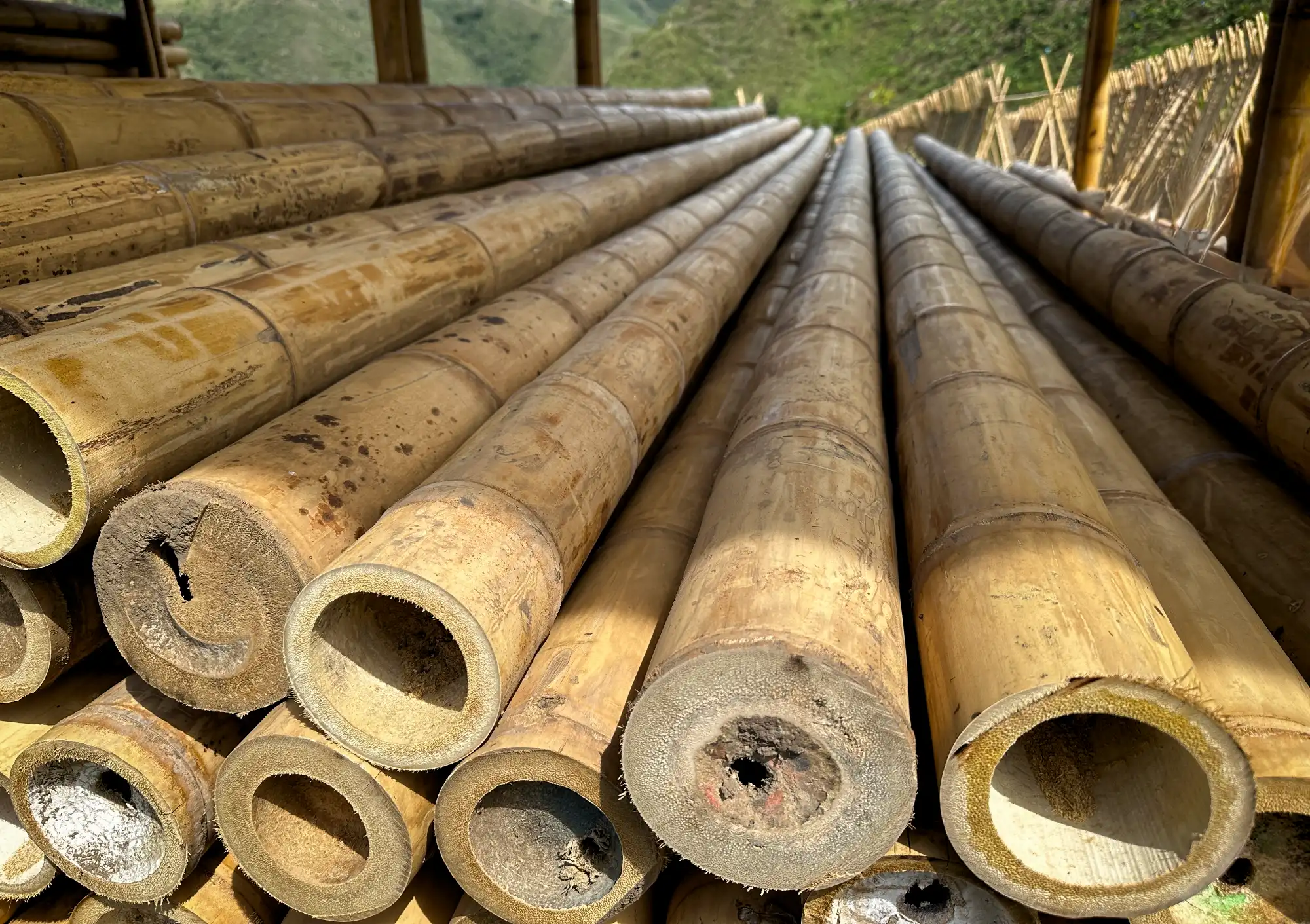 Thick walled Guadua bamboo poles