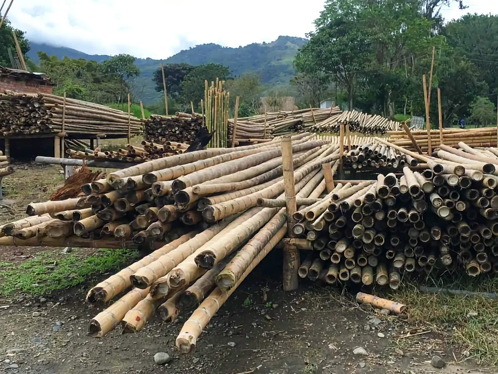Traditional Bamboo Supplier