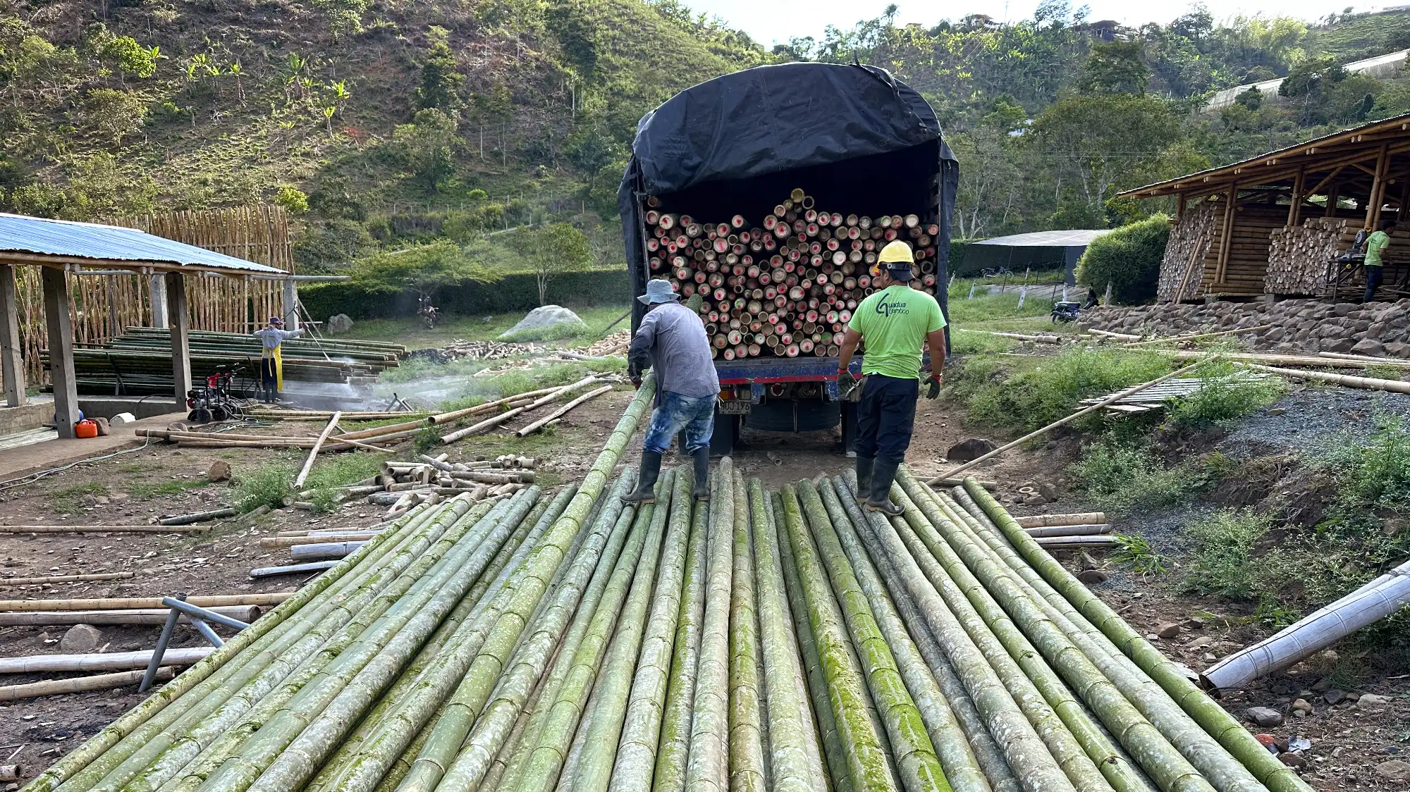 Unloading mature Guadua bamboo poles