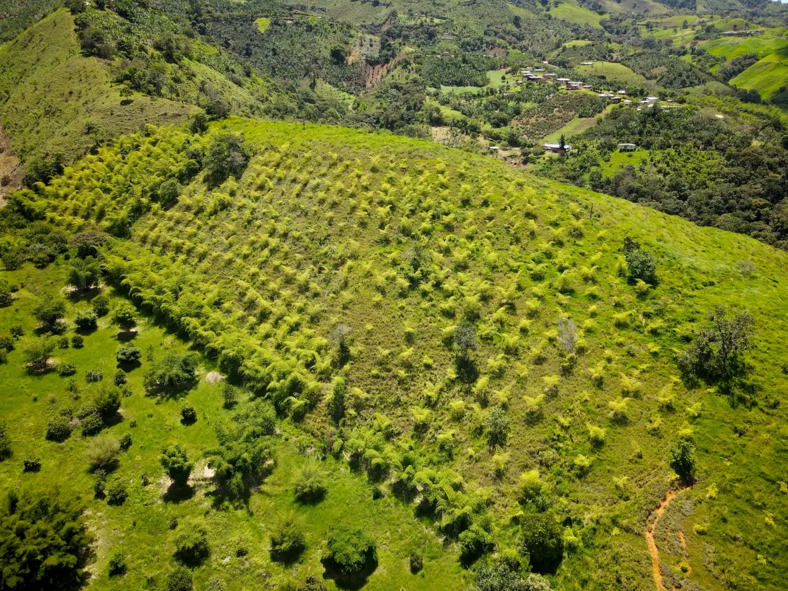Sector 2: Adopt a Bamboo- Guadua angustifolia reforestation