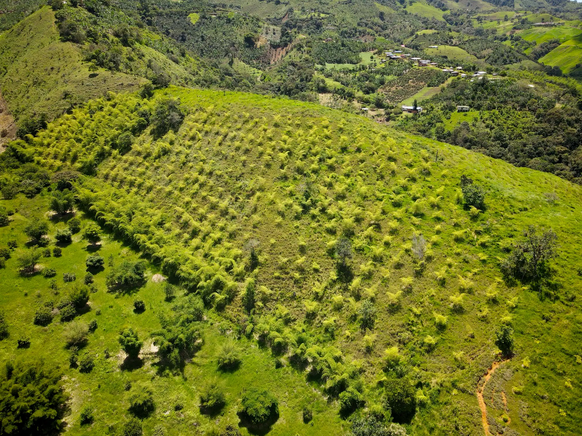 Sector 2: Adopt a Bamboo- Guadua angustifolia reforestation