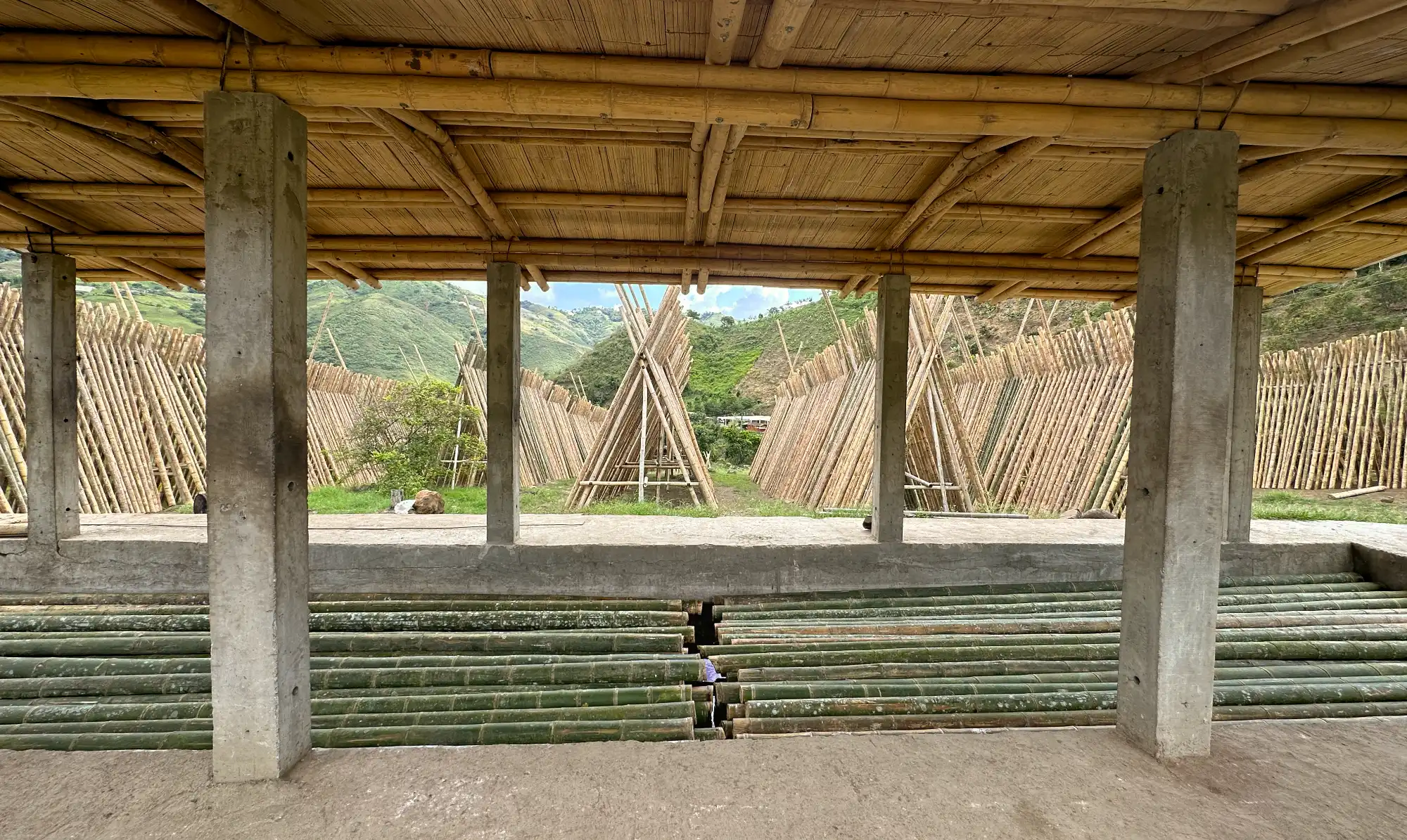 Air drying bamboo-poles vertically (sun bleaching)