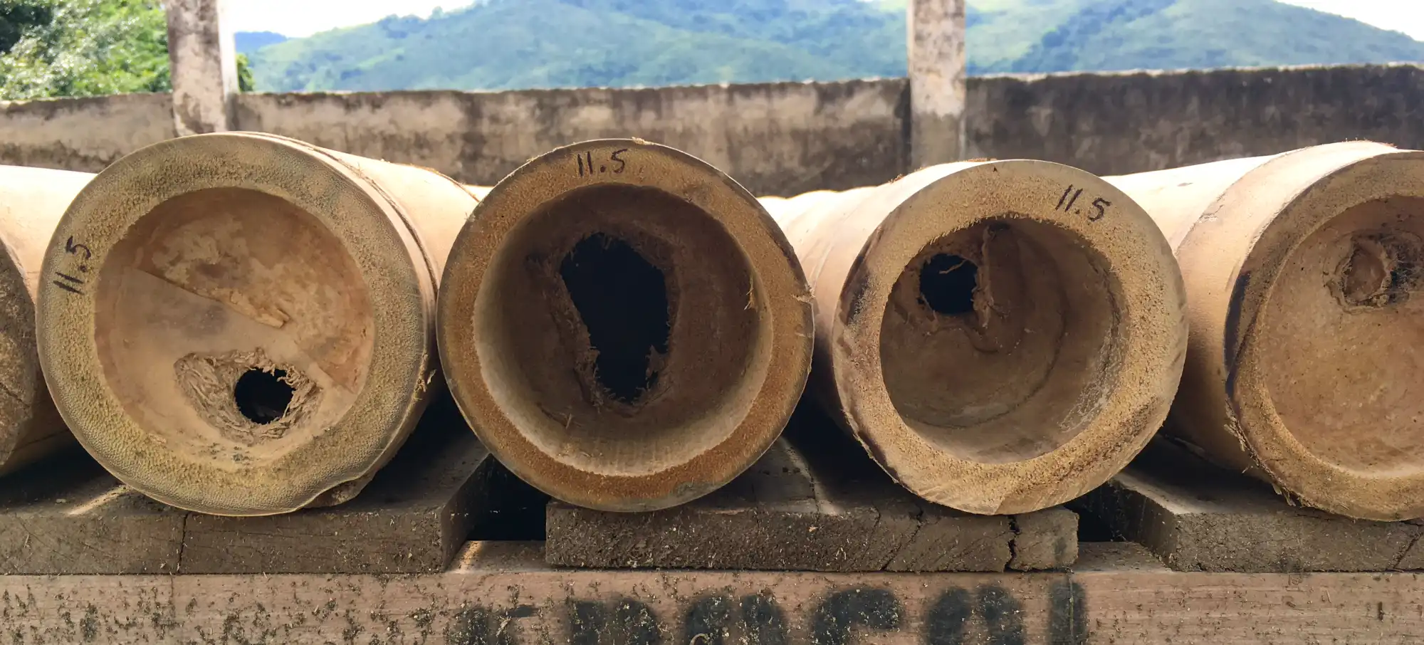Graded bamboo diameters