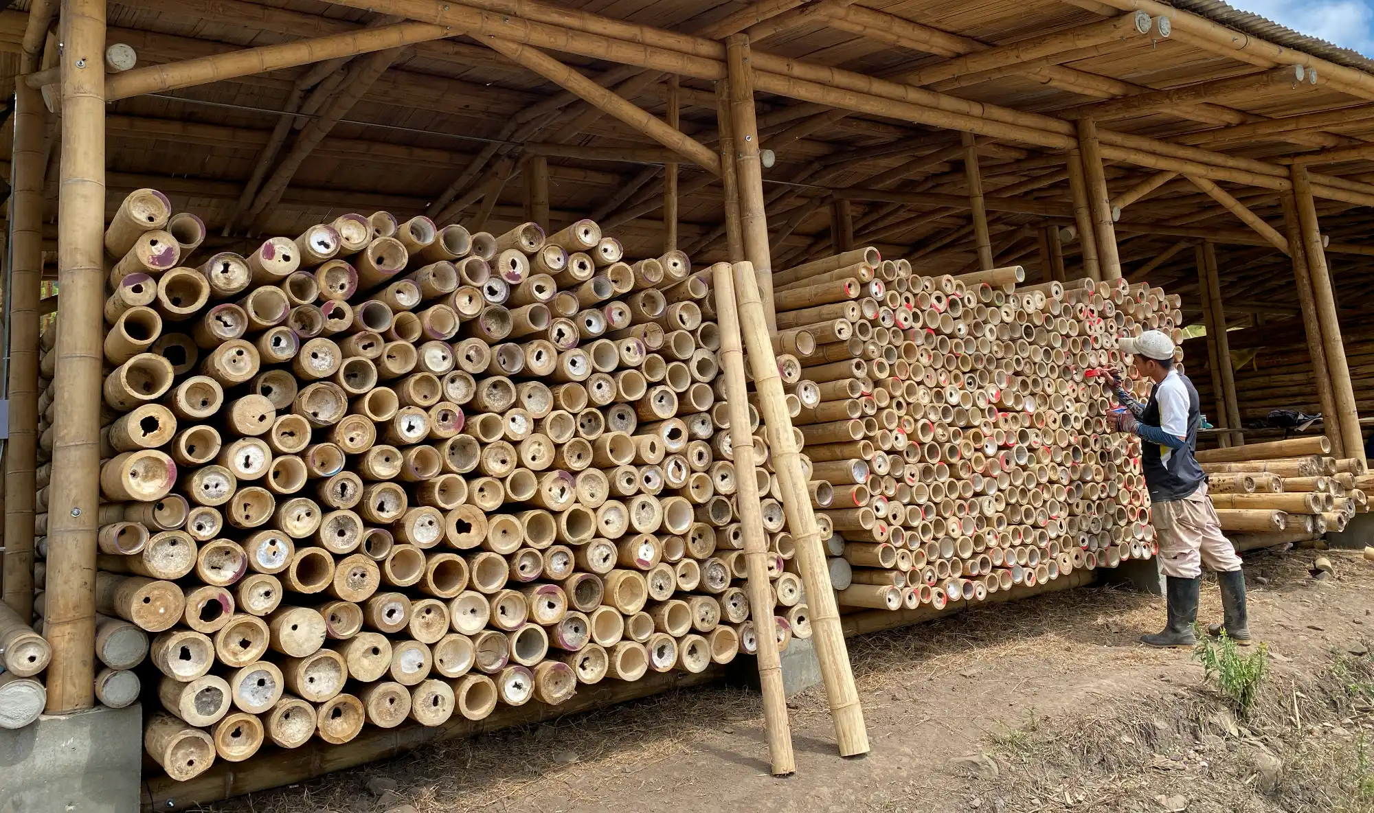 Grading bamboo diameter classes
