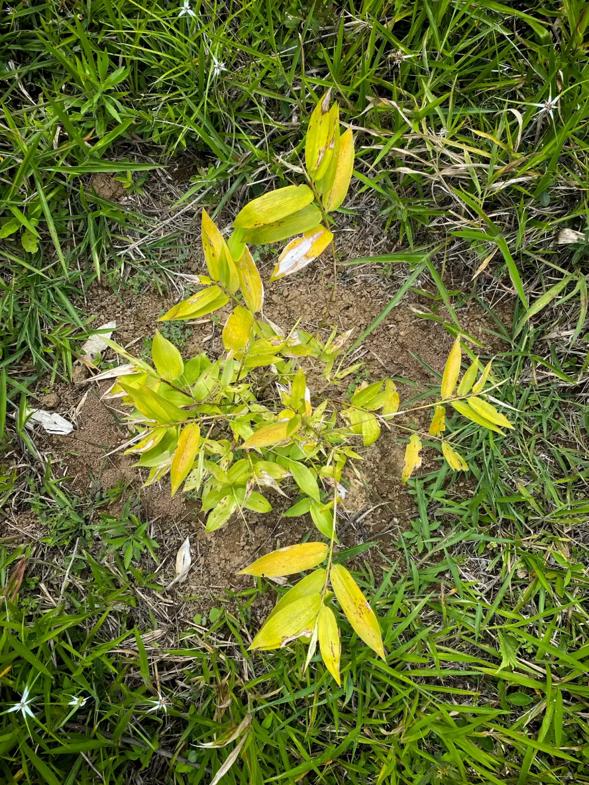 Sector 2: Guadua angustifolia 1 May 2022